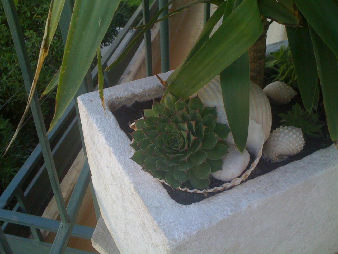Apartment Antunovic Podgora